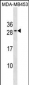 BCL2 Antibody(Center)